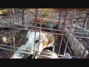 2019年の干支はイノシシです！（動画の主役はウリボウですが）