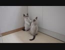 シャンプー後の格闘猫