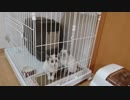 たまに格闘猫