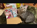 【2019】シャロに福袋買ってみた【あけおめ！】