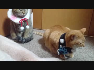 拾いねこ＠生後2369/2336日目　新年明けましておめでとうございます。