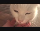 【フブキ】愛猫の喉を撫でるだけ④