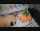 ハムスター飼いました。その57～昼下がりのハムスターくんたち～