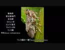 ありえないけど実在する生物　Chapter1「歯車を持つ虫」