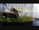 15.小型アクアリウム水槽（エビ日記）