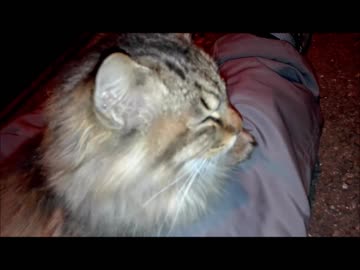 釣りをさせてくれない野良猫