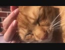 【ティーガー】愛猫を膝に乗せるだけ②