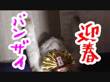 バンザイ猫のお腹に正月の飾りつけをしてみた結果
