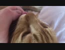 【ティーガー】愛猫が指を舐めるだけ