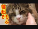 永遠に指をペロペロしてくる猫