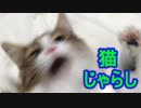 猫じゃらし二刀流！！