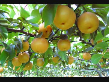 元AV男優ﾊﾞﾂ2(ｱﾎ)に諭される梨民(ｱﾎ)