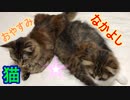 おしりをくっつけて休憩する猫達