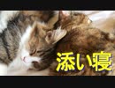 人間にぴったりくっつく猫達
