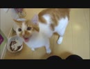 猫なで声と、なでなでゴロゴロ