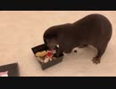 猫用御節でお正月気分なカワウソ