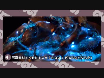 【ポケモンUSM】水族館パで波に乗れ！(7)【ダブルレート】