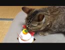 ＃59　モチ食うタタルさん