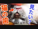 猫の歯がどんな形か知ってますか？じっくり見せちゃいます