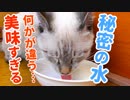 子猫が美味しそうに飲んでた水、実はコレでした