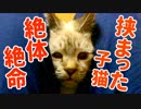 【緊急事態】子猫の顔が挟まってしまいました