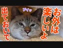 立てこもる子猫を保護しようと手を差し伸べたら不機嫌顔がかわいすぎた