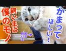 寂しがり屋の子猫が真剣に作業中の飼い主の周りをウロチョロしてきた