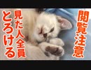 人を癒やすために生まれてきたとしか思えない猫の赤ちゃんがかわいすぎた