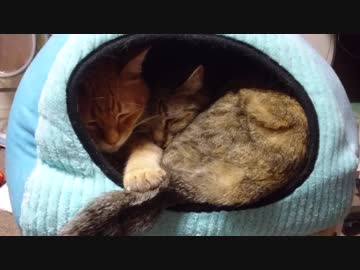 拾いねこ＠生後2371/2338日目　みっちりアコツキ