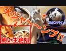 遊んでよ〜！と肩に飛び乗ってきた猫の爪がグサリと刺さって飼い主ブチ切れ