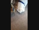 What is Barkbox? | Barkbox Promo Code | Barkbox Coupon Code