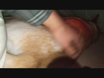 いぬねこをもふもふしまくる動画(１)