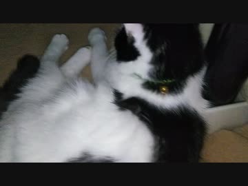 いぬねこをもふもふしまくる動画(二)