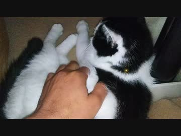 いぬねこをもふもふしまくる動画(参)