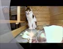 ケヅメリクガメ｡ある日の沙原さんと猫。