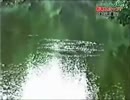 【UMA】泳ぐ河童の衝撃映像【かっぱ】