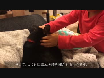 強引に絵本を読み聞かされる猫