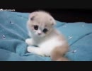 マンチカンが可愛すぎて辛い(=^・^=) Part2