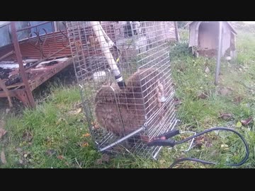 【閲覧注意】アナグマ電殺と血抜き　新米猟師のハンターライフ