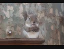 クルミかじりニホンリス(上野動物園)