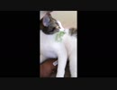 猫じゃらしでもマタタビトイでも遊びたい欲張り猫さん