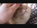 【ティーガー】愛猫の喉を撫でるだけ⑤