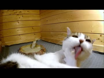 亀の部屋が気に入った猫。