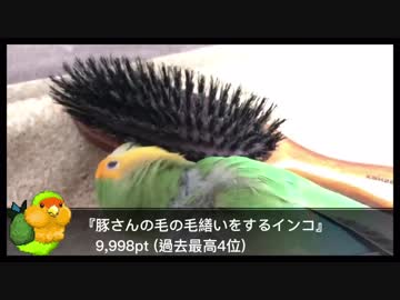 コザクラインコのジャックの動画ベスト8【2019】