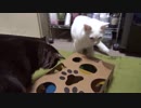 【 猫 】大きくなったけど実はまだ子猫　その64