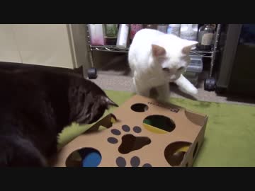 【 猫 】大きくなったけど実はまだ子猫　その64