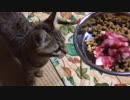 ＃60　はじめての牛肉