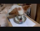 高い箱の上によじ登って重湯を飲むワンコ（パピヨン）