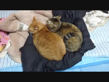 拾いねこ＠生後2373/2340日目　仲良しさん（仮）