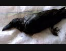 （閲覧注意）（ゆかマキ解説）変態忍者の、狩猟＆有害鳥獣駆除従事活動記・その６０